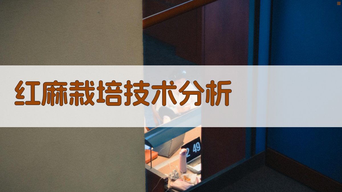 红麻亩产500公斤群体结构及栽培技术分析