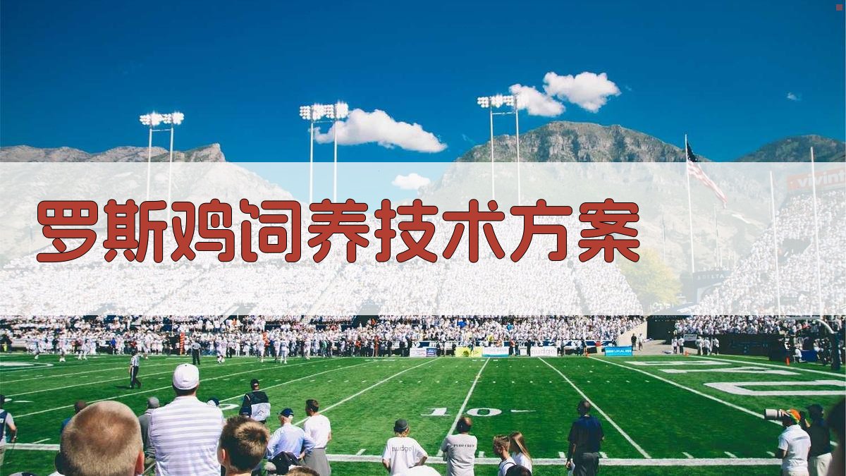 AI一键生成罗斯鸡饲养技术方案