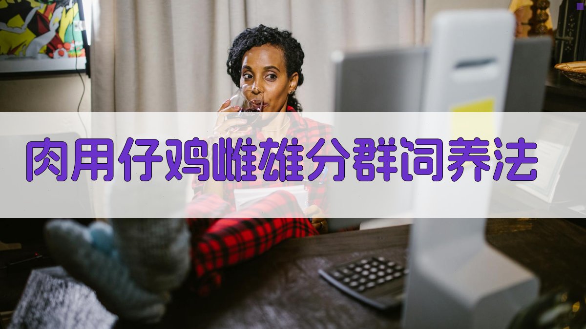 AI肉用仔鸡雌雄分群饲养法