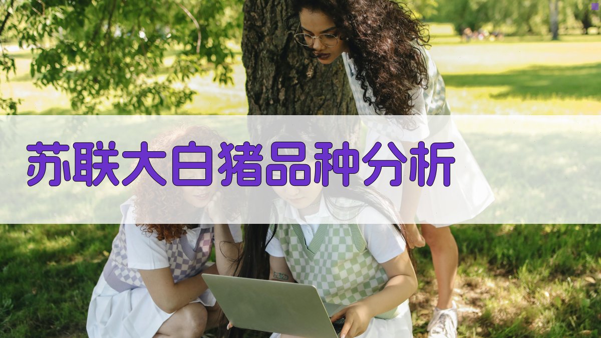 AI苏联大白猪品种分析