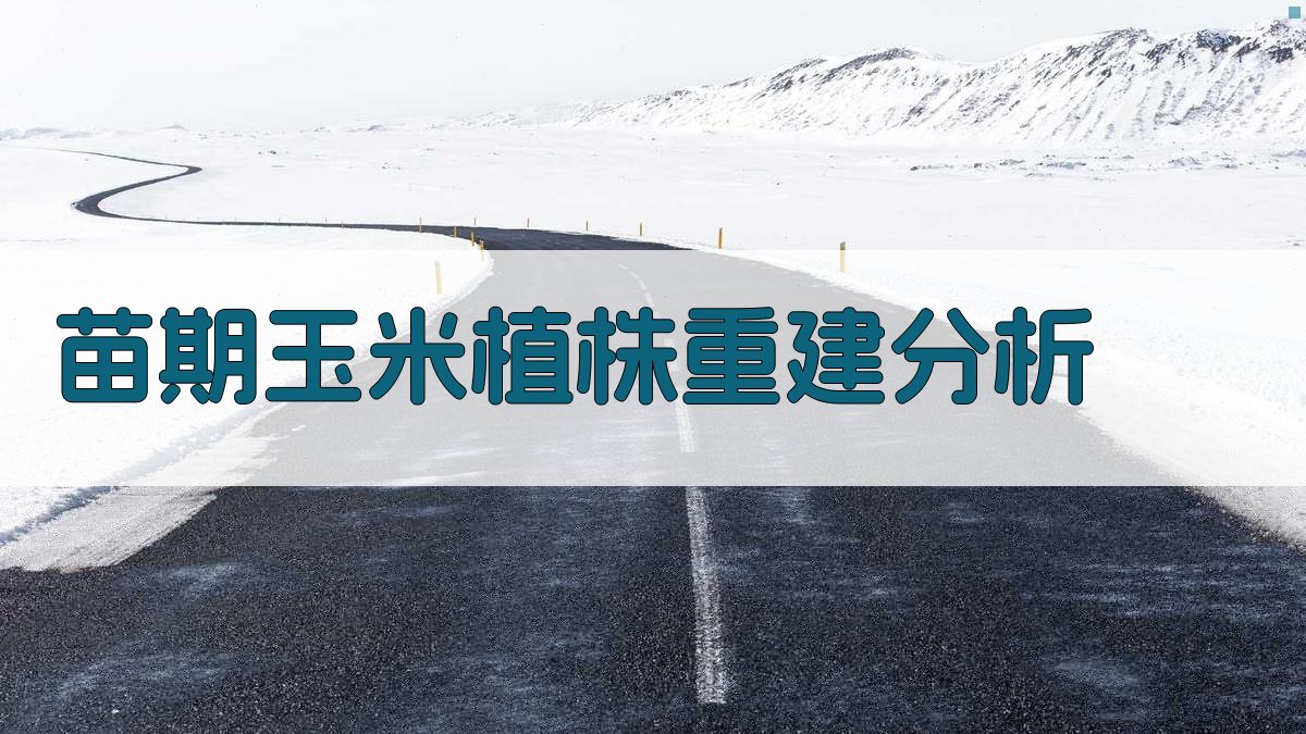 苗期玉米植株重建分析