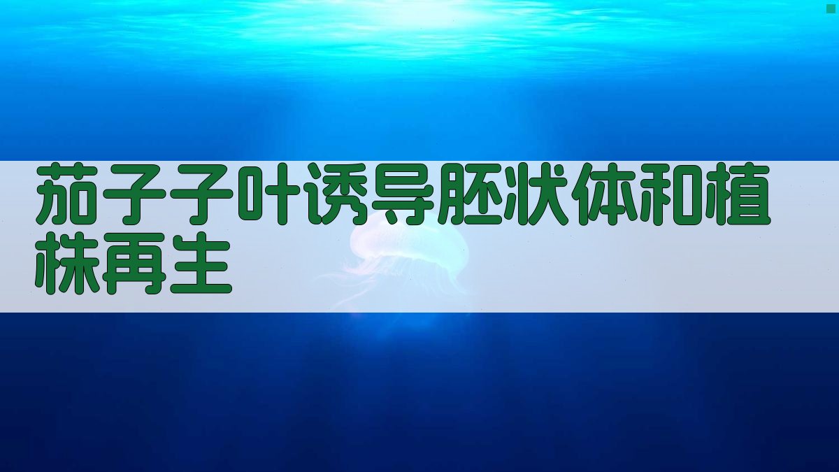茄子子叶诱导胚状体和植株再生