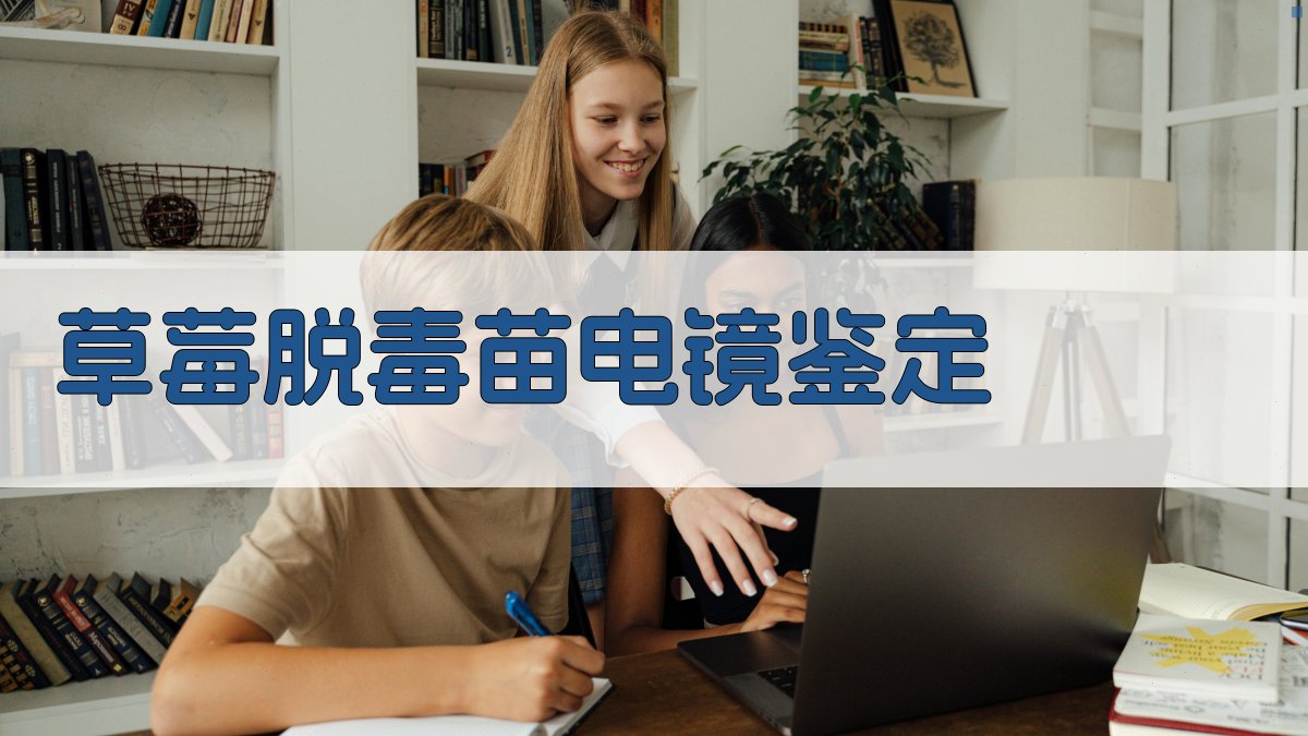 草莓脱毒苗电镜鉴定