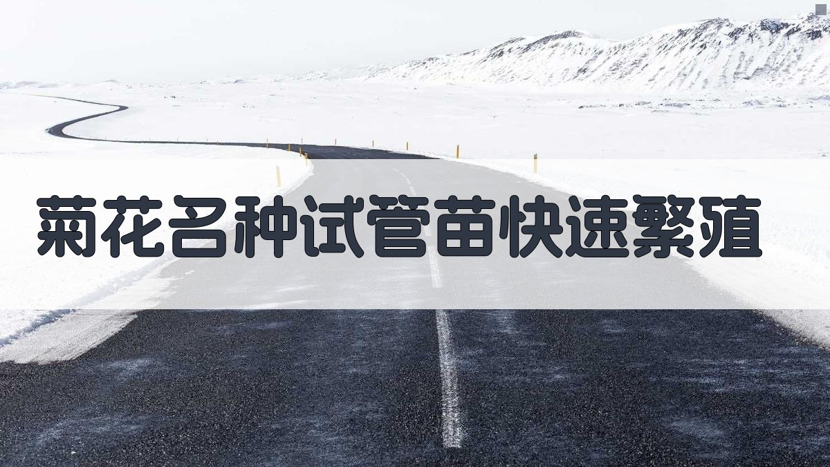 菊花名种试管苗快速繁殖
