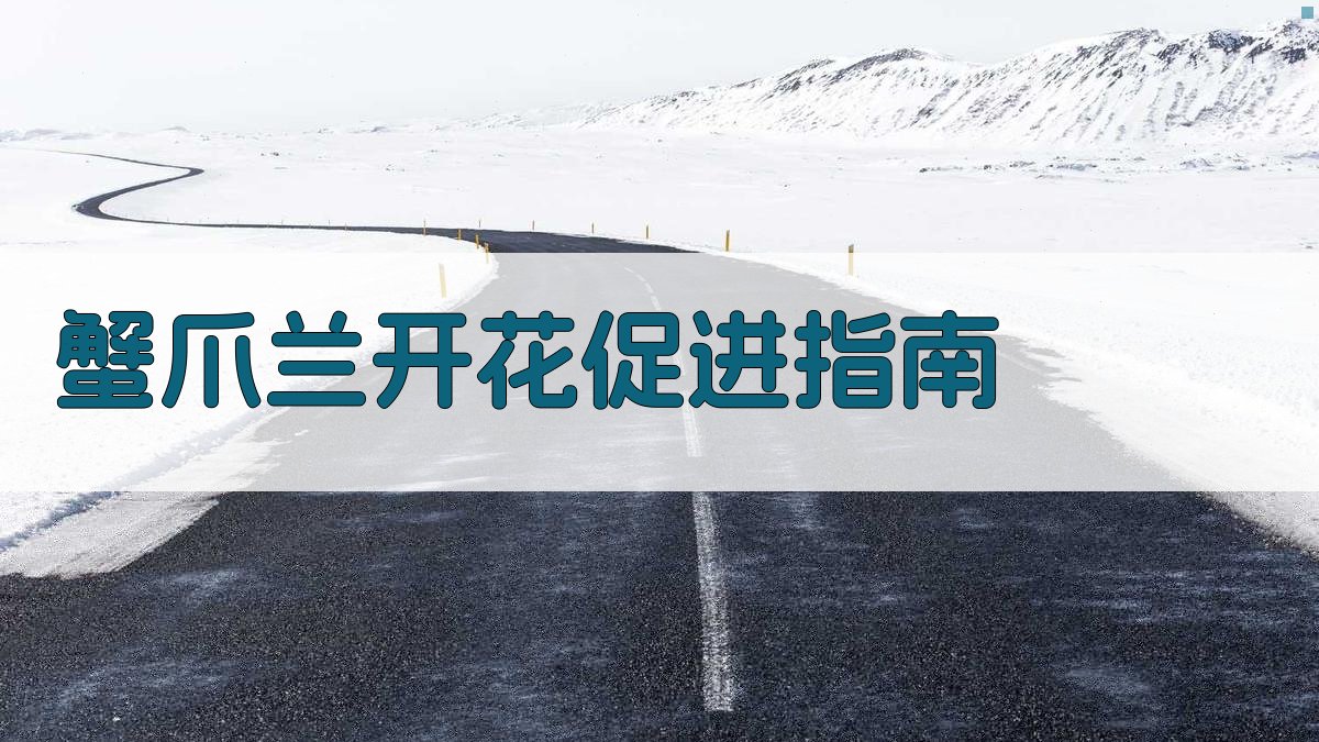 蟹爪兰开花促进指南