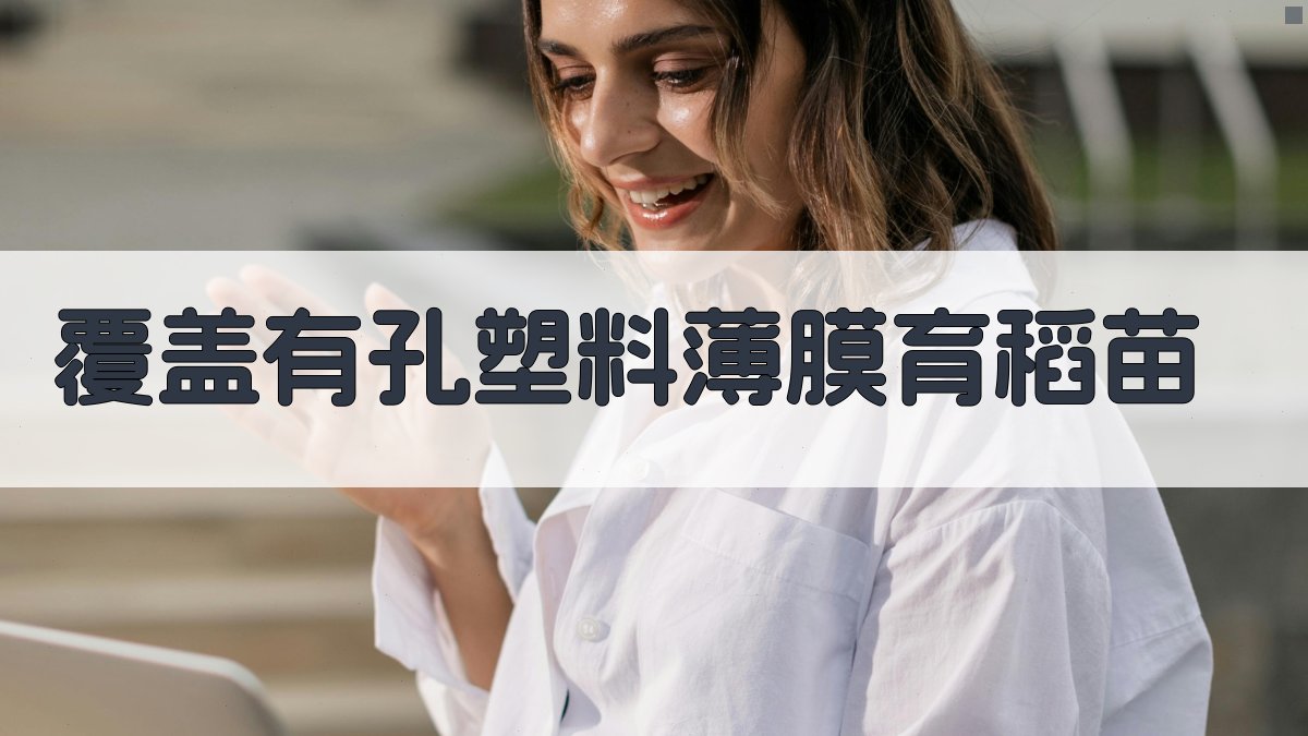 覆盖有孔塑料薄膜育稻苗