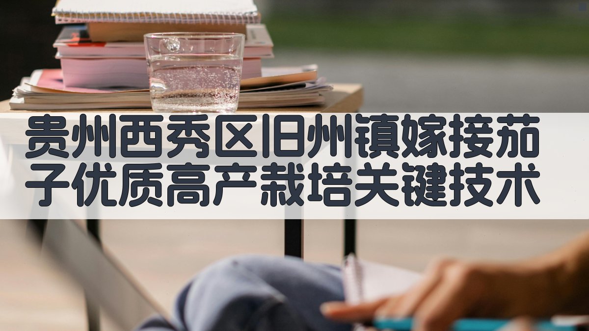 贵州西秀区旧州镇嫁接茄子优质高产栽培关键技术