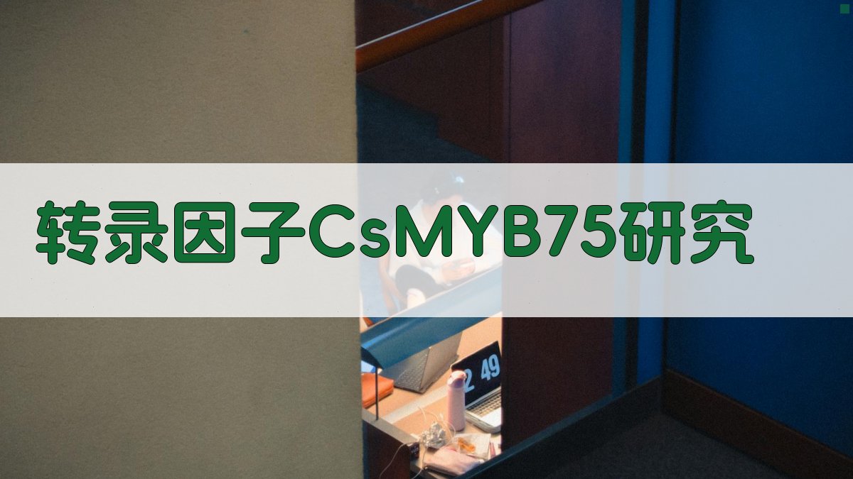 转录因子CsMYB75研究