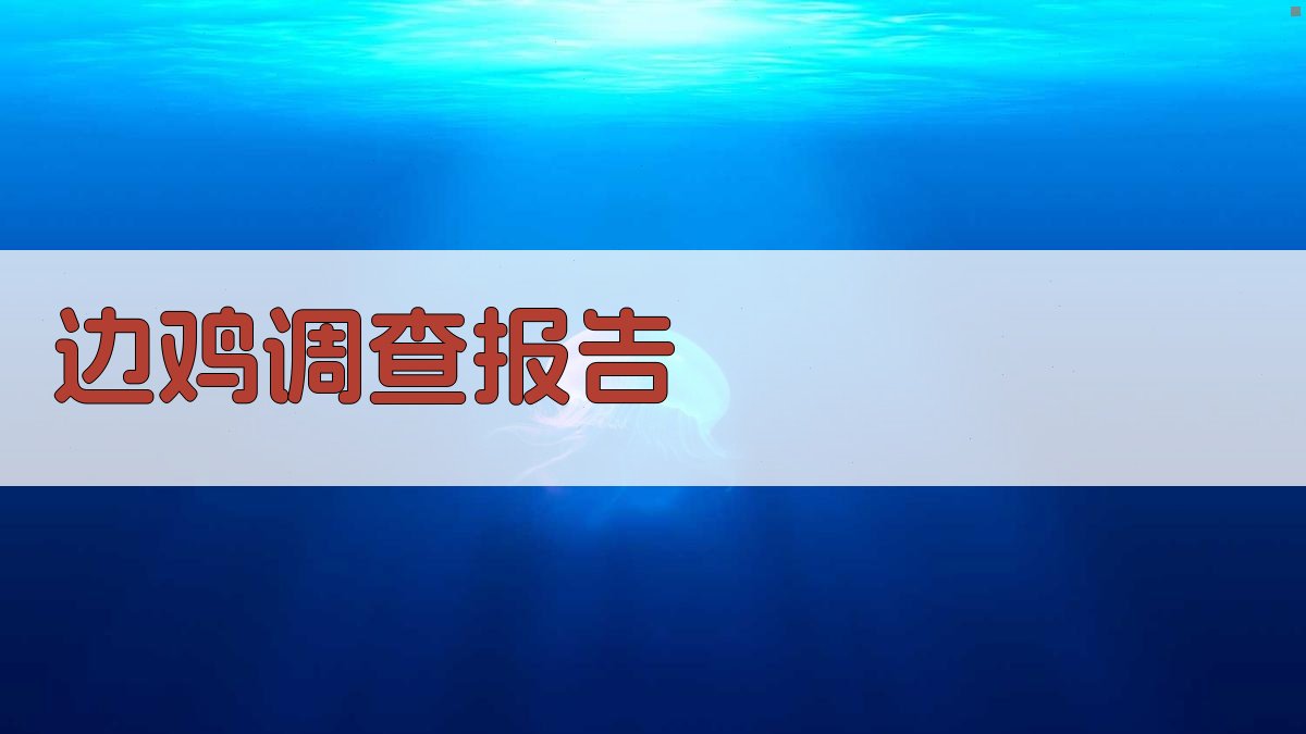 边鸡调查报告