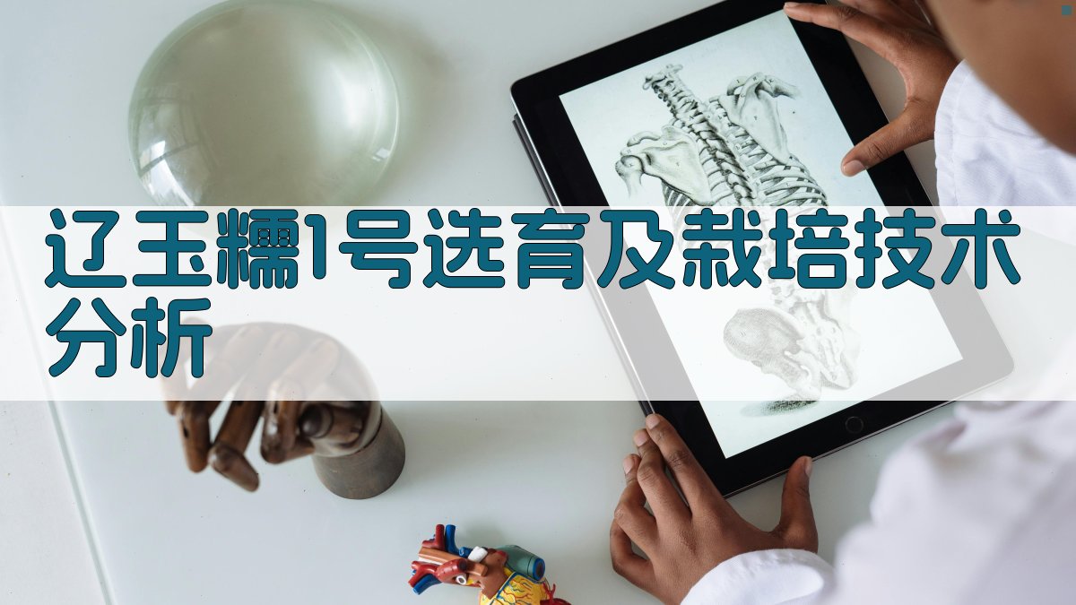 辽玉糯1号选育及栽培技术分析