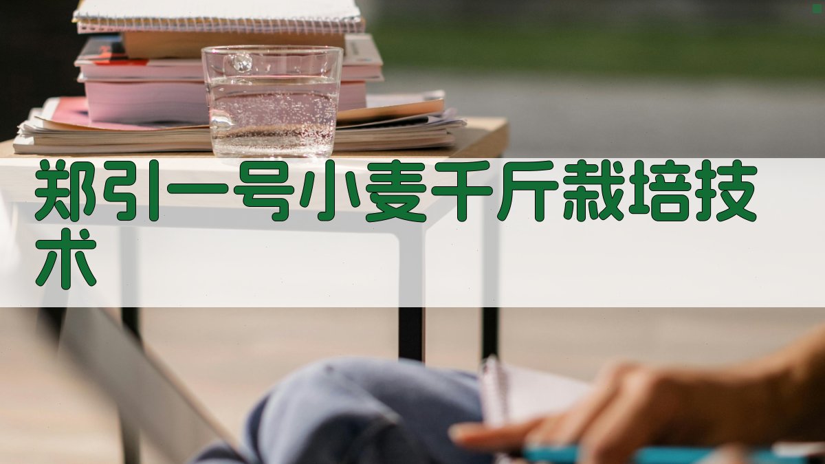 郑引一号小麦千斤栽培技术