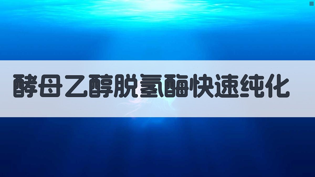 酵母乙醇脱氢酶快速纯化