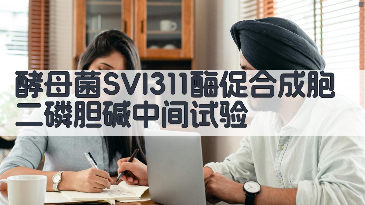 酵母菌SVI311酶促合成胞二磷胆碱中间试验