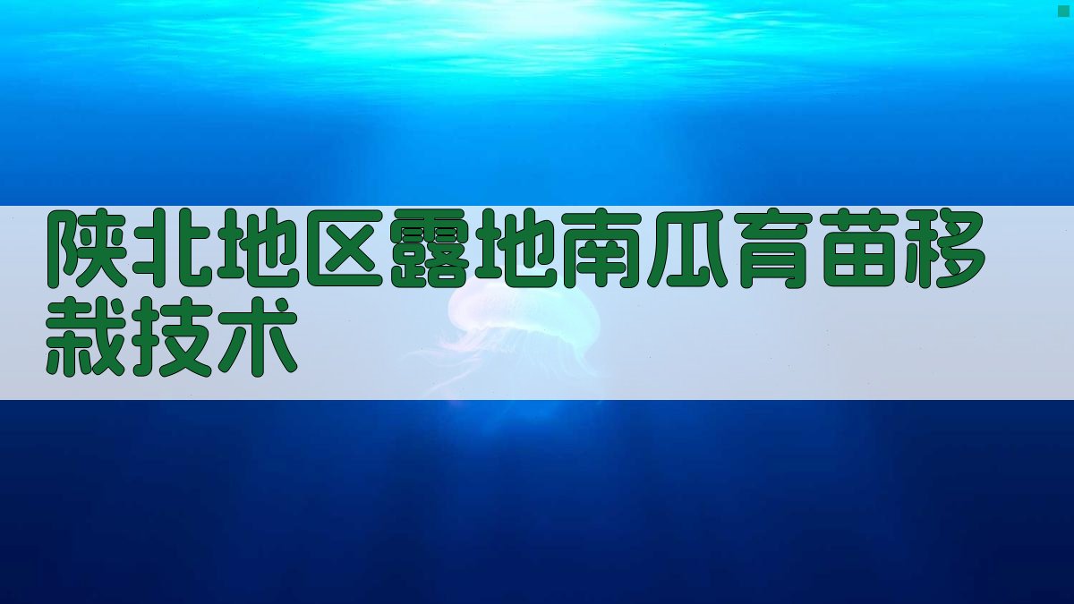 陕北地区露地南瓜育苗移栽技术