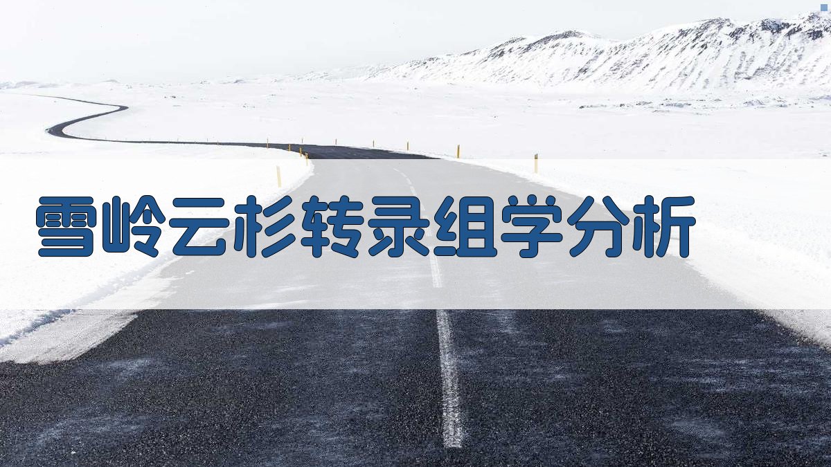雪岭云杉转录组学分析