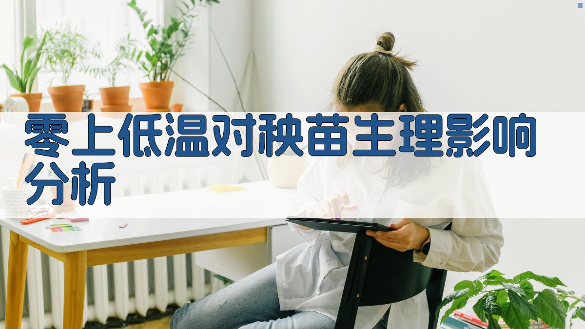 AI零上低温对秧苗生理影响分析
