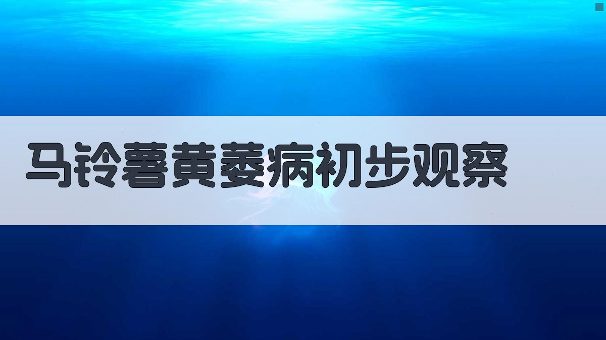 马铃薯黄萎病初步观察