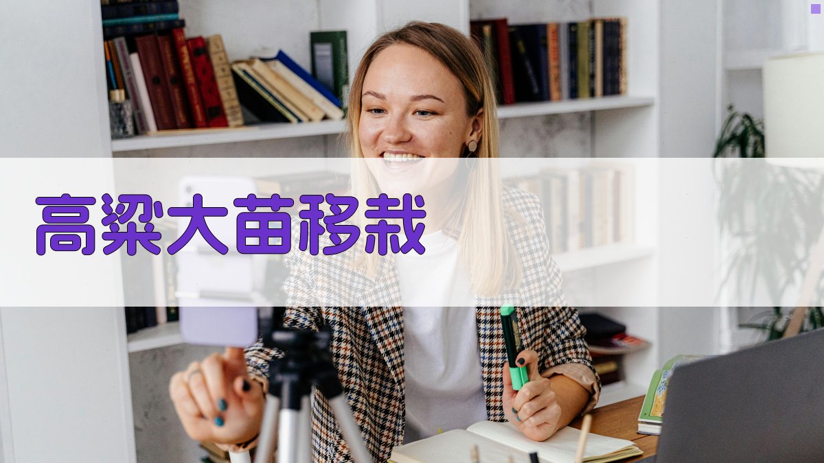 AI一键生成高粱大苗移栽技术指导