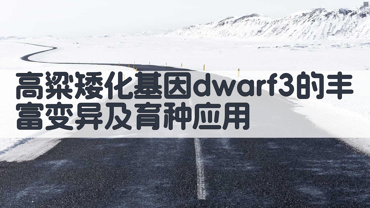 高粱Dwarf3基因分析