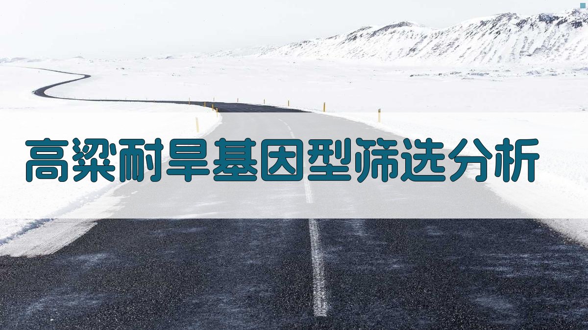 高粱耐旱基因型筛选分析