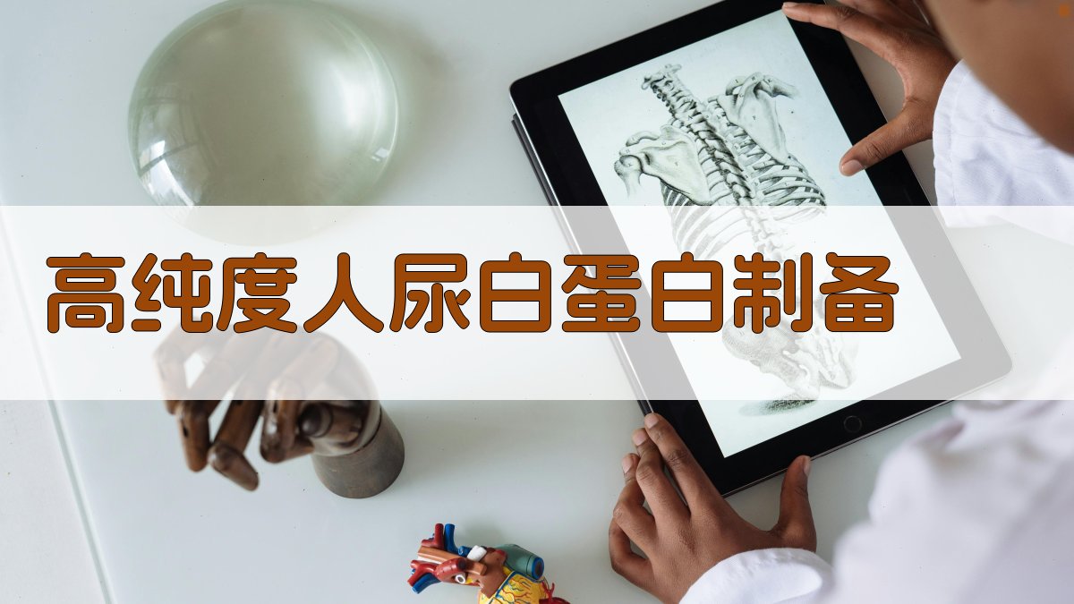 高纯度人尿白蛋白制备