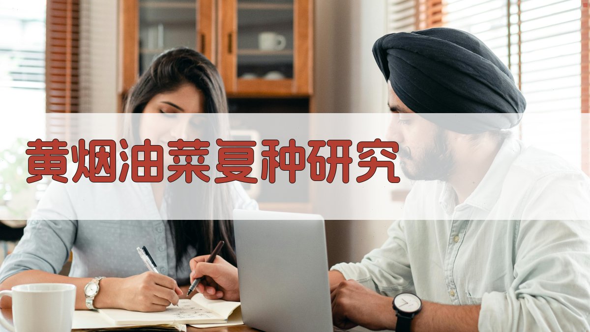 黄烟油菜复种研究