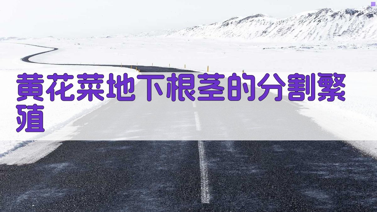 AI黄花菜地下根茎分割繁殖