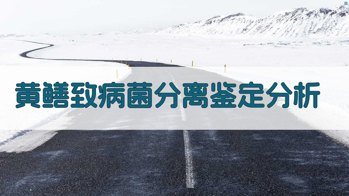 AI黄鳝致病菌分离鉴定分析