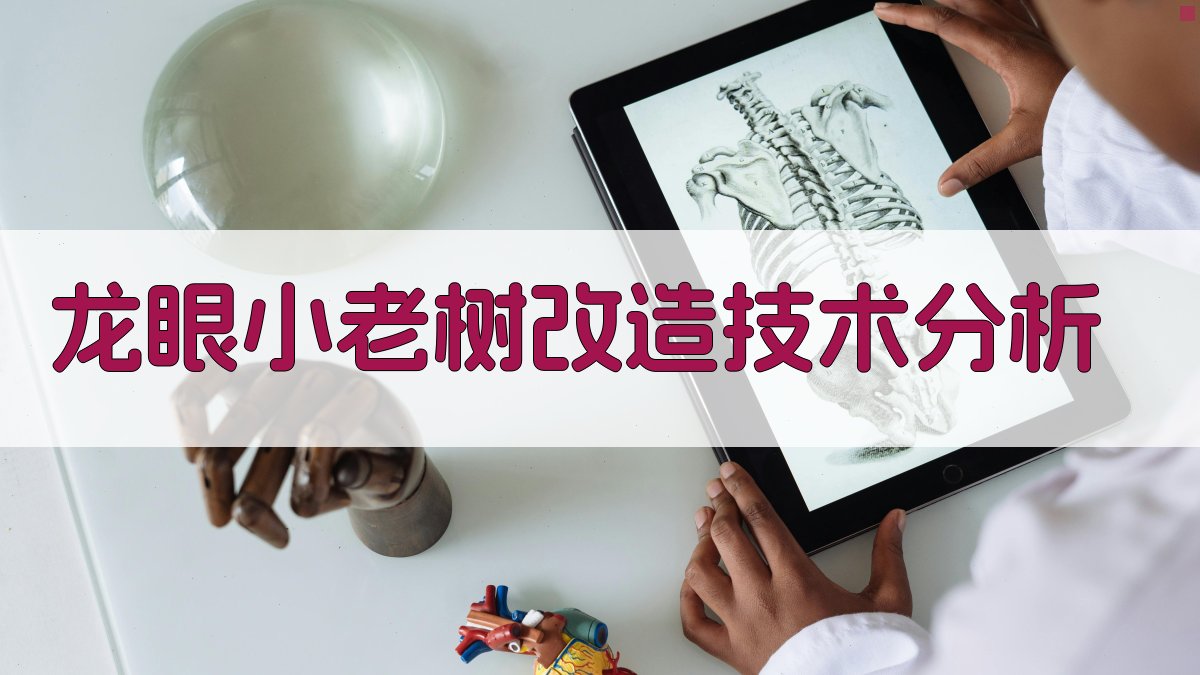 龙眼小老树改造技术分析